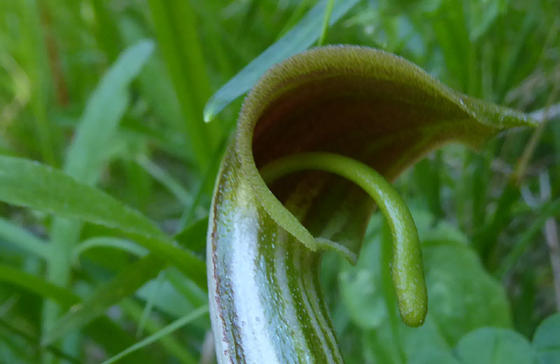 Arisarum vulgare - Araceae